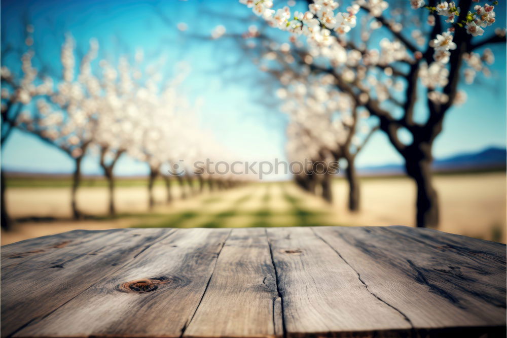 Similar – Blooming apple orchard with yellow dandelions in spring