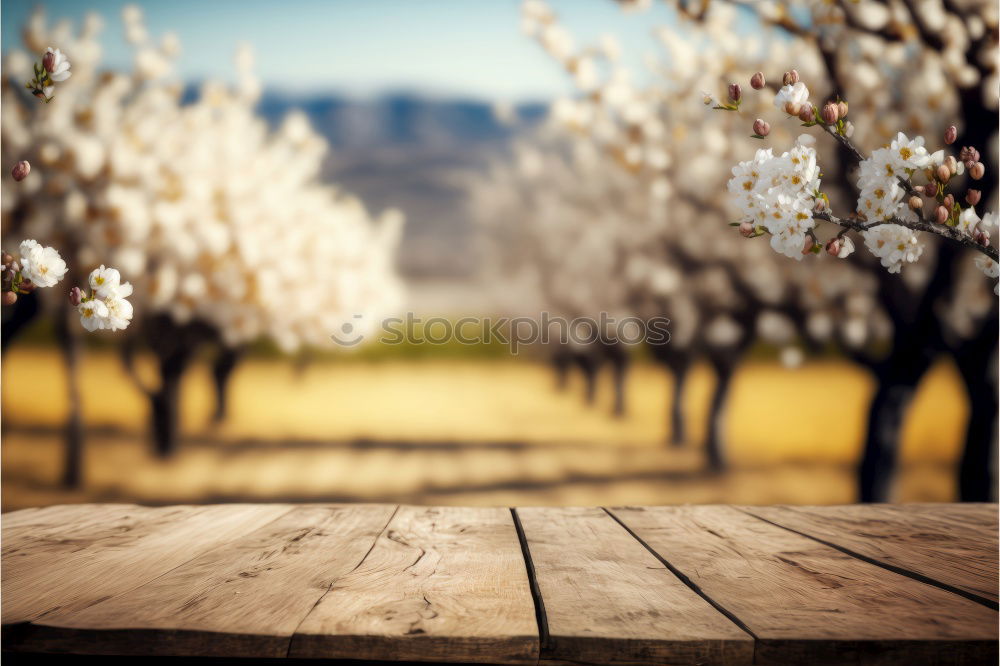 Fruit trees shine in a white spring dress