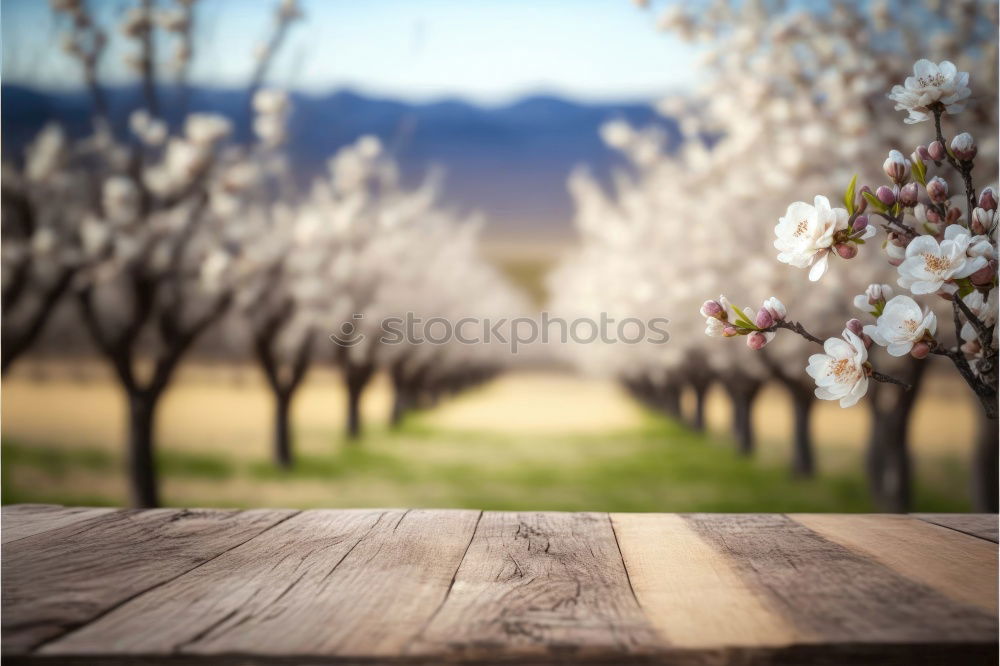 Similar – Fruit trees shine in a white spring dress