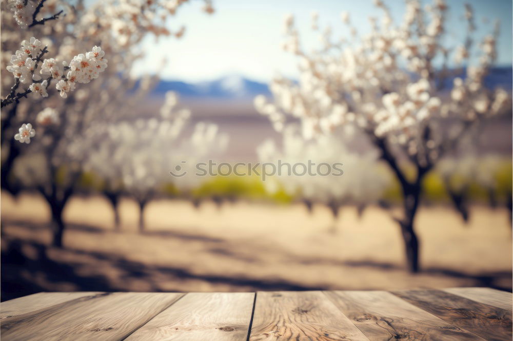 Similar – Fruit trees shine in a white spring dress