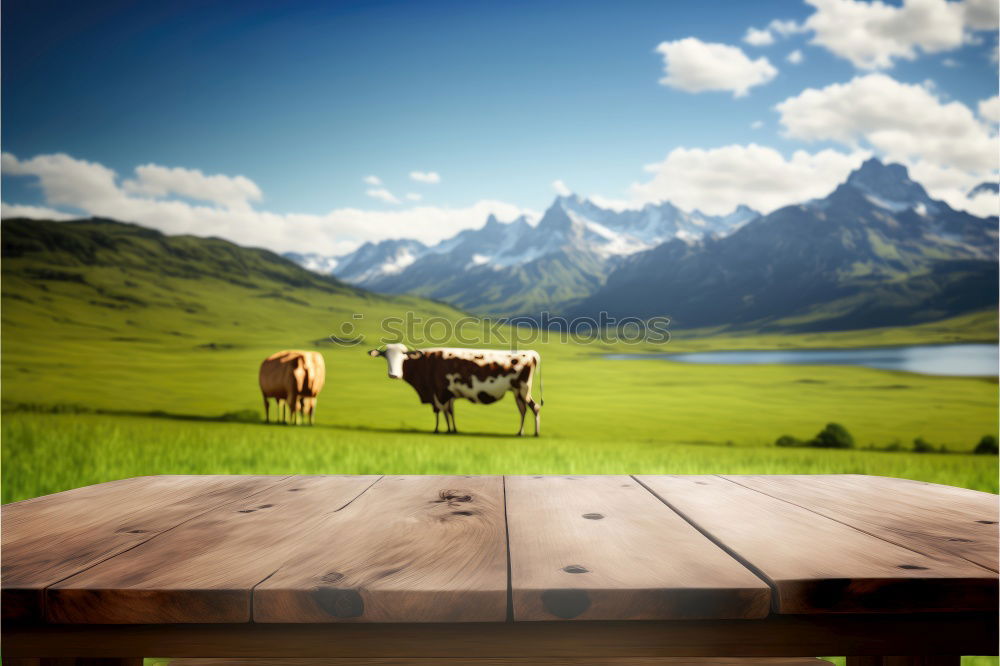 Similar – Image, Stock Photo Swiss cow model Cheese