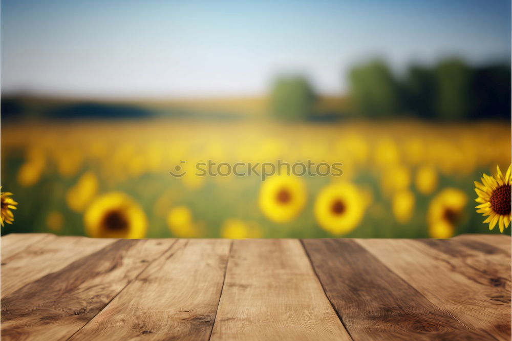 Similar – dandelion Flower Meadow