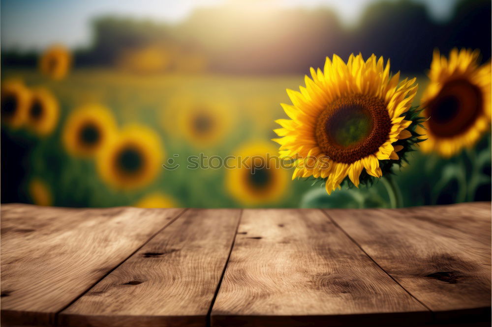 Similar – Beautiful sunflower field