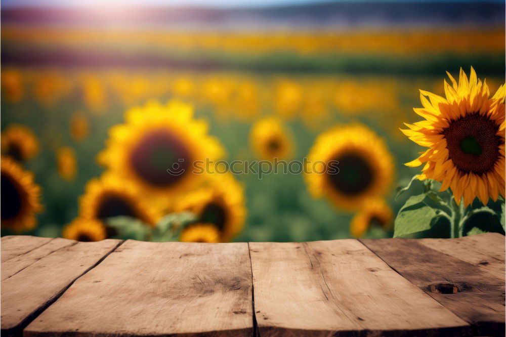 Similar – Image, Stock Photo Field of Dreams. Nature