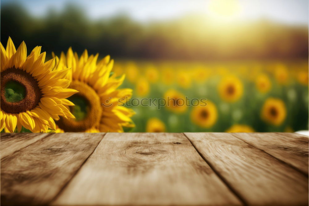 Similar – Field with sunflowers