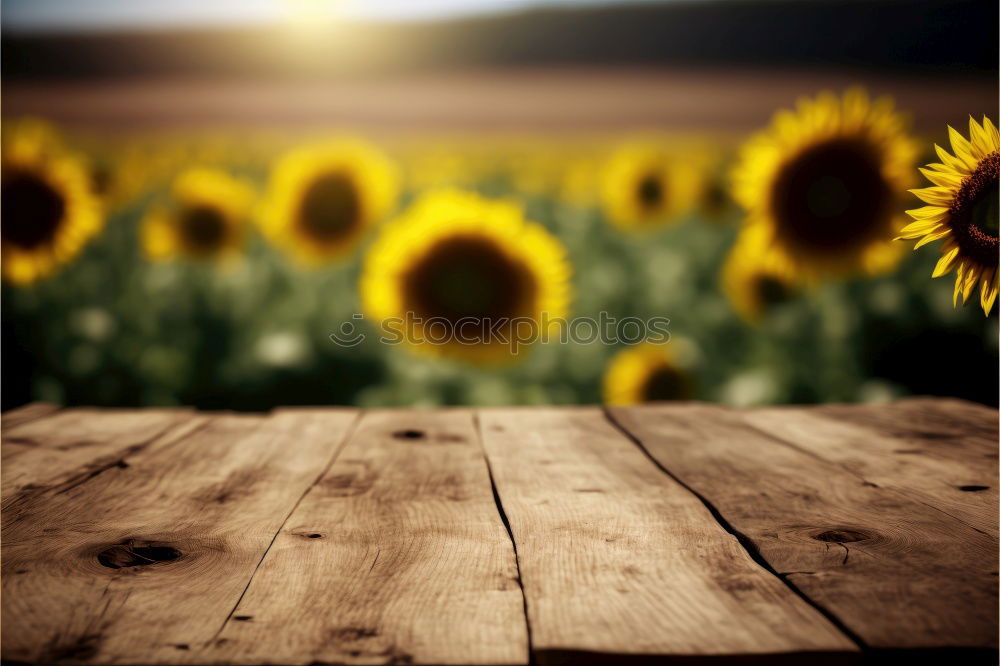 Similar – Field with sunflowers