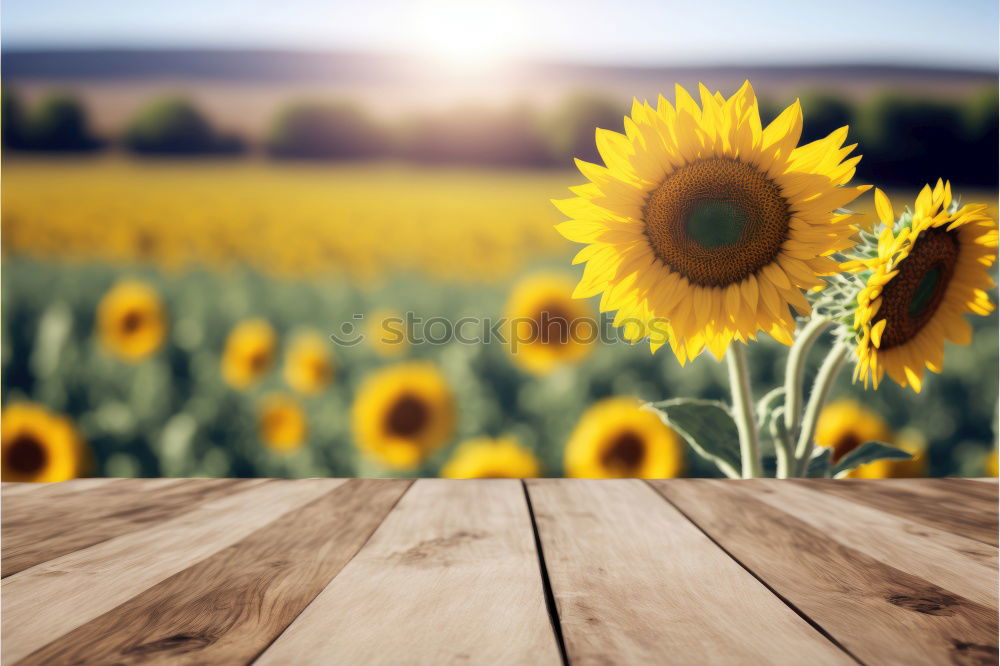 Similar – dandelion Flower Meadow