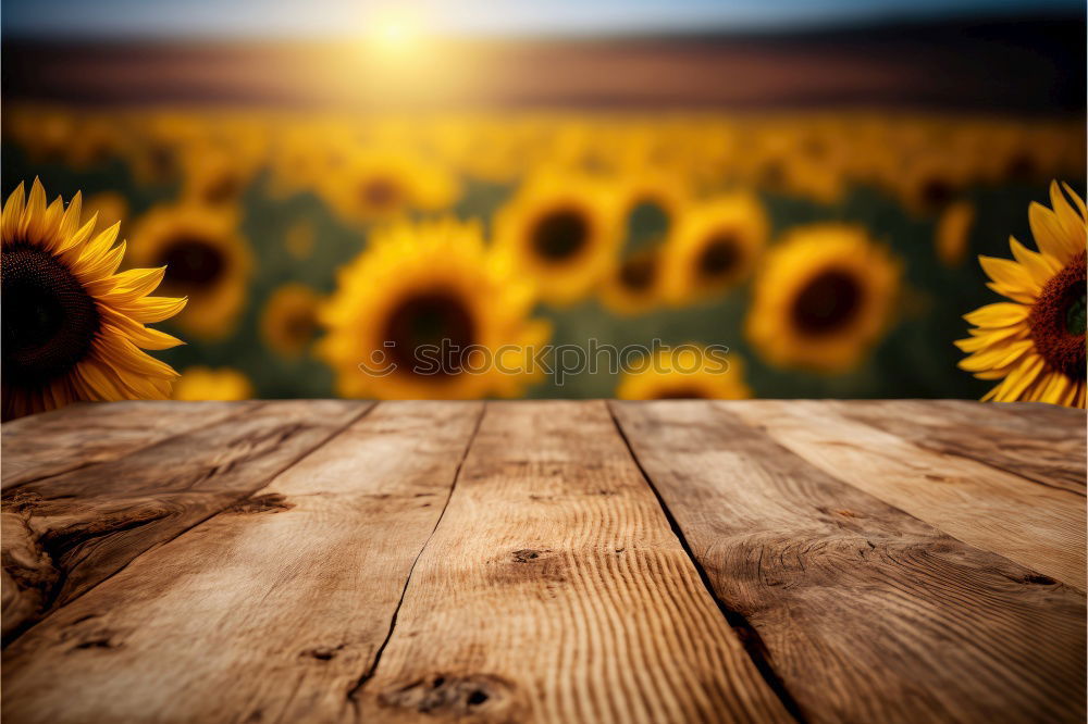 Similar – Image, Stock Photo Autumn bouquet of flowers with sunflowers