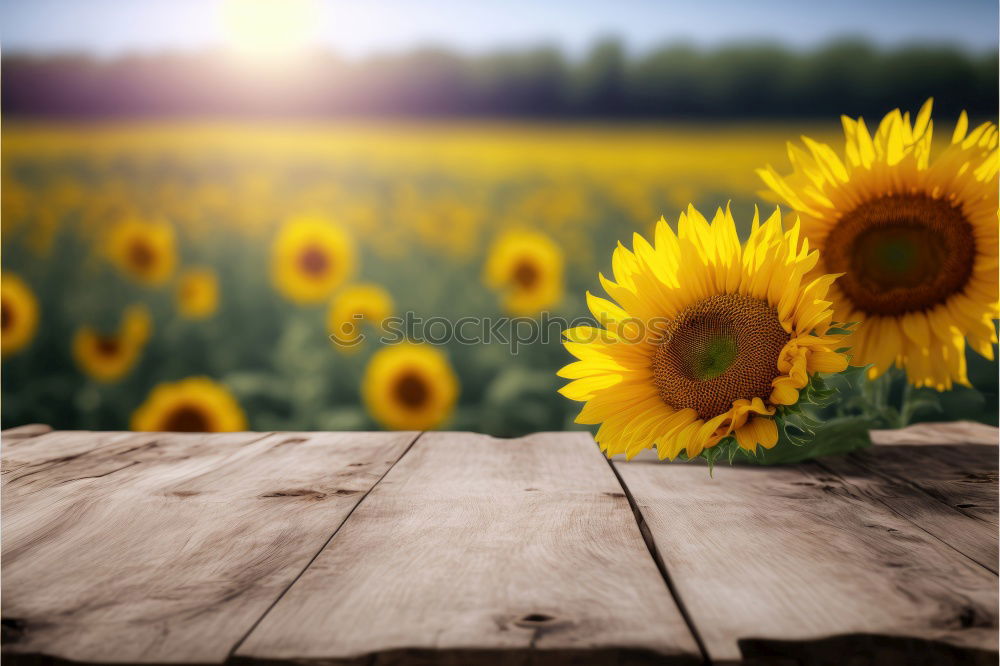 Similar – Field with sunflowers