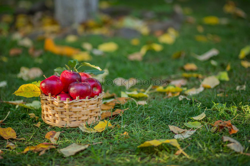 Similar – Image, Stock Photo the last apples of the year