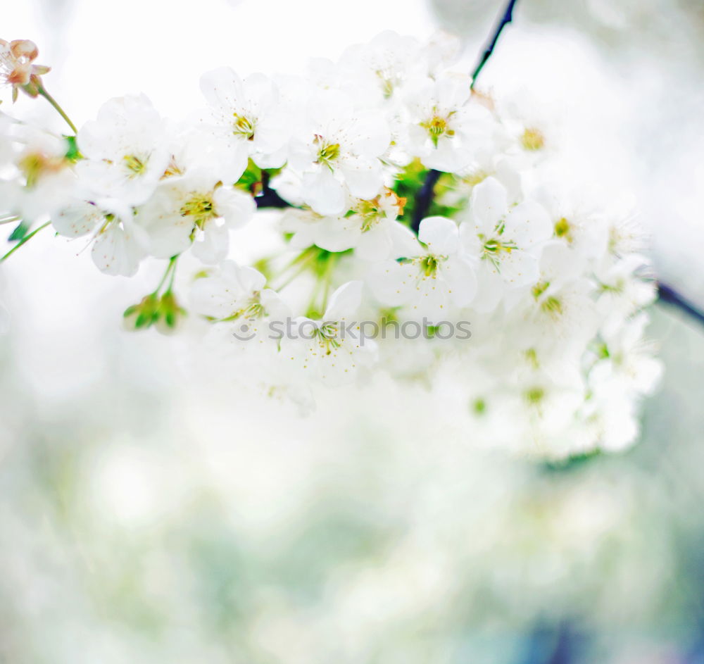 Similar – White spring acacia blossom on blurred nature background with bokeh and sunlight, close up. Abstract floral springtime nature , outdoor