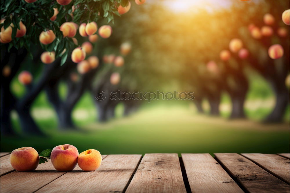 Similar – Apple harvest in the garden