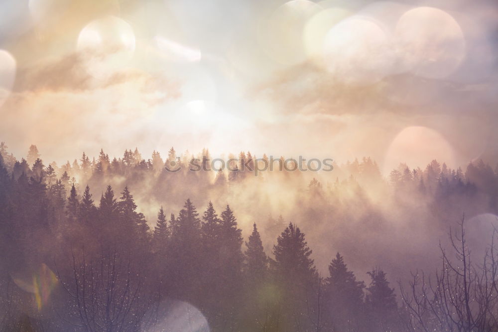 Similar – Image, Stock Photo Sunset in Baden Tree