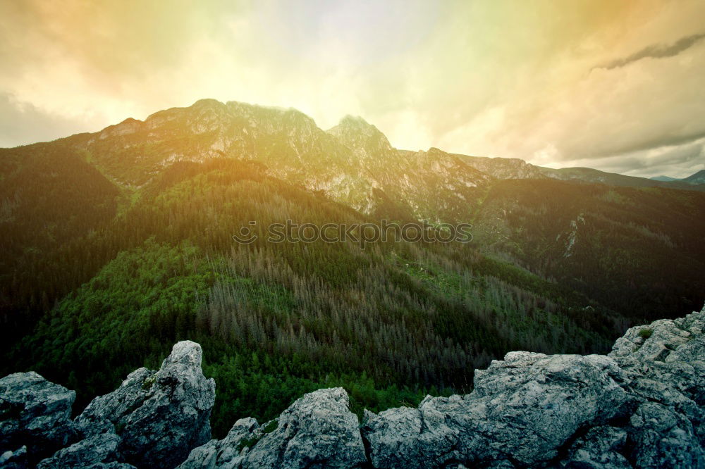 Similar – Image, Stock Photo Palatinate Forest