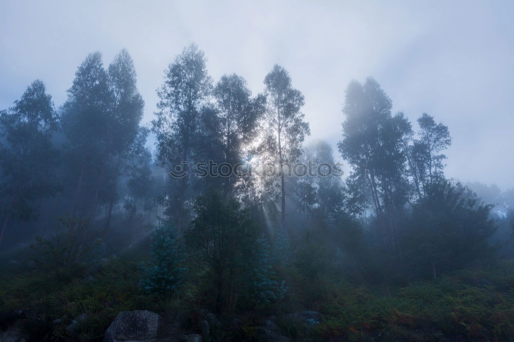 Similar – Morgennebel Nebel Baum