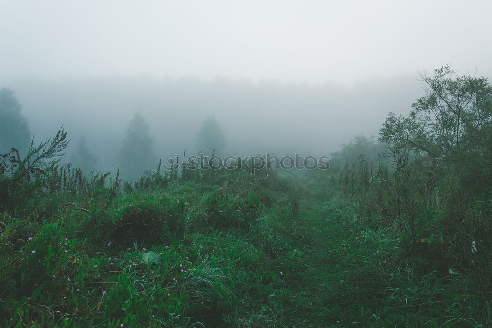 Similar – Image, Stock Photo abyss Environment Nature