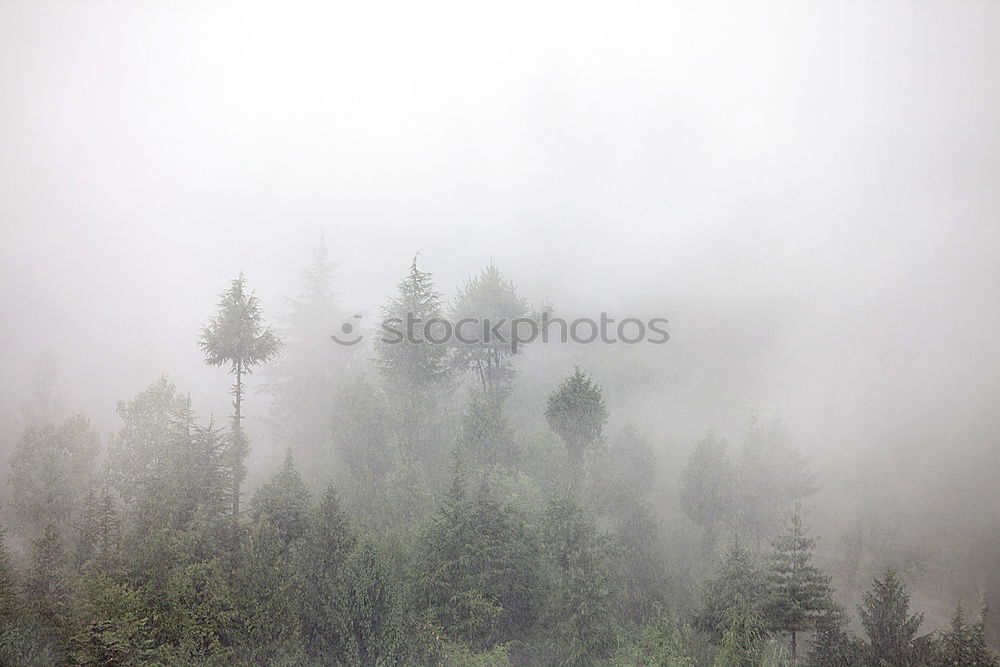 Foto Bild trübe Aussichten Umwelt