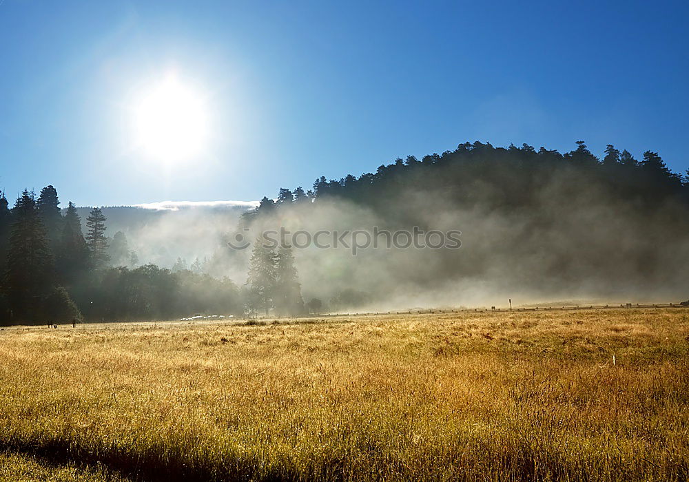 Similar – Himmel, Nebel, Gras & Bäume