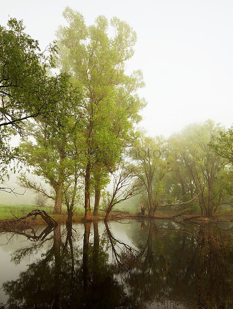 Similar – Image, Stock Photo Once upon a time there was a forest