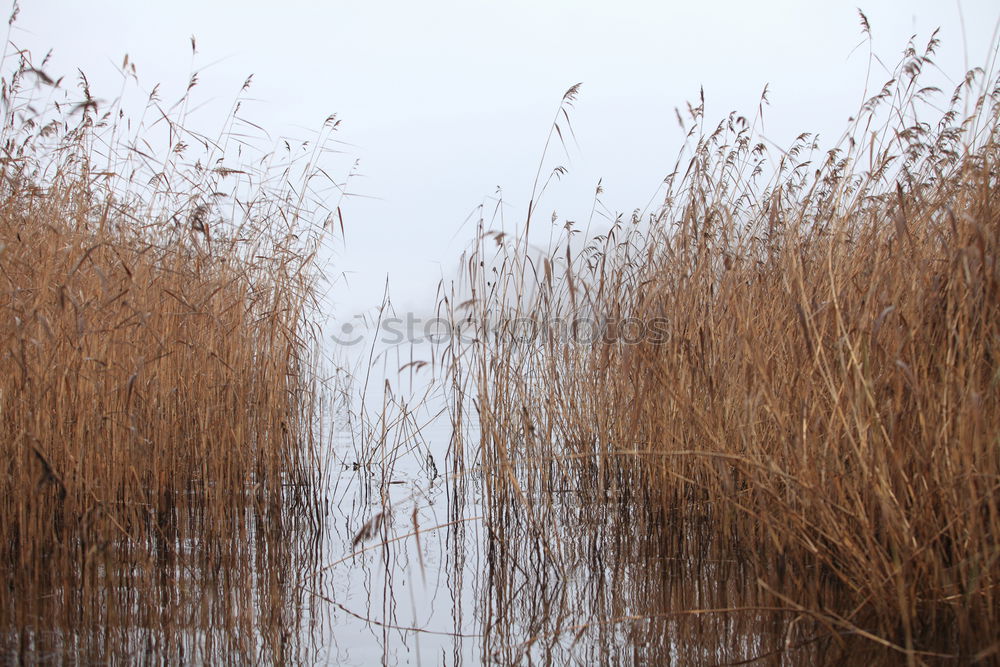 Similar – Image, Stock Photo Fog in the moor