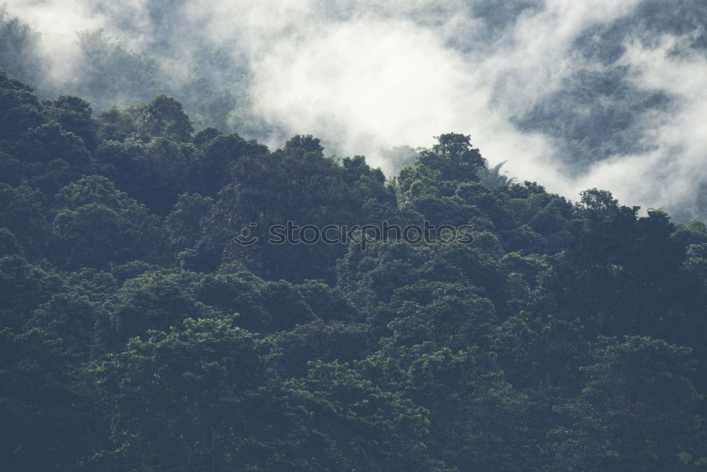 Similar – Image, Stock Photo Snowy mountain with forest