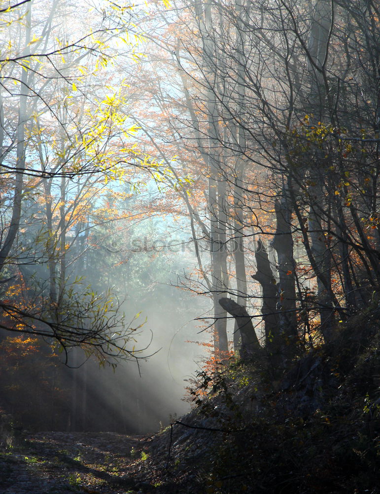 Similar – Image, Stock Photo Morning hour in the moor