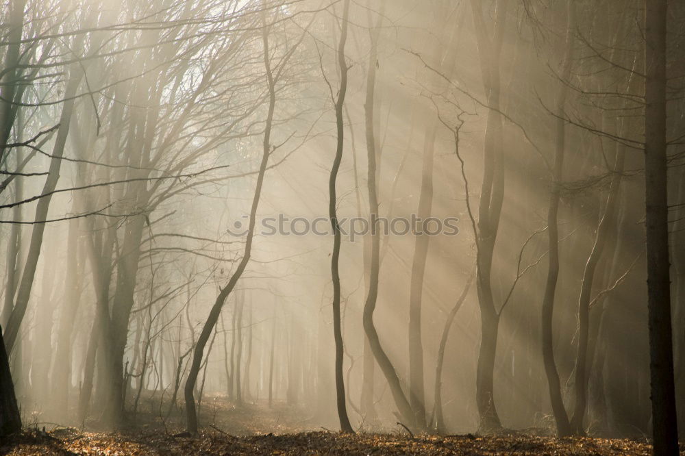 Similar – Foto Bild verschwommen Baum See