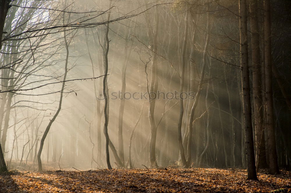 Similar – Foggy forest in autumn