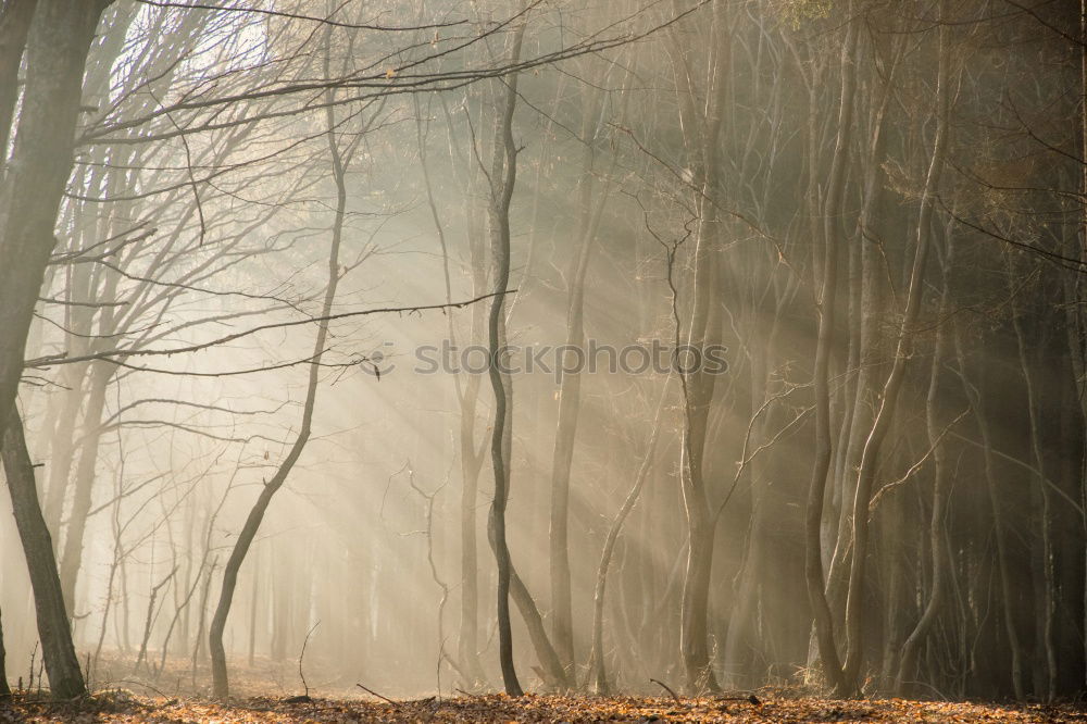 Similar – Image, Stock Photo Palatinate Forest