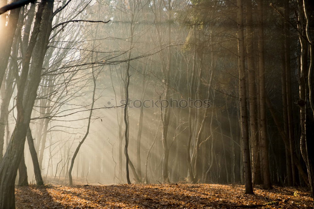 Similar – Lighting Trip Agriculture