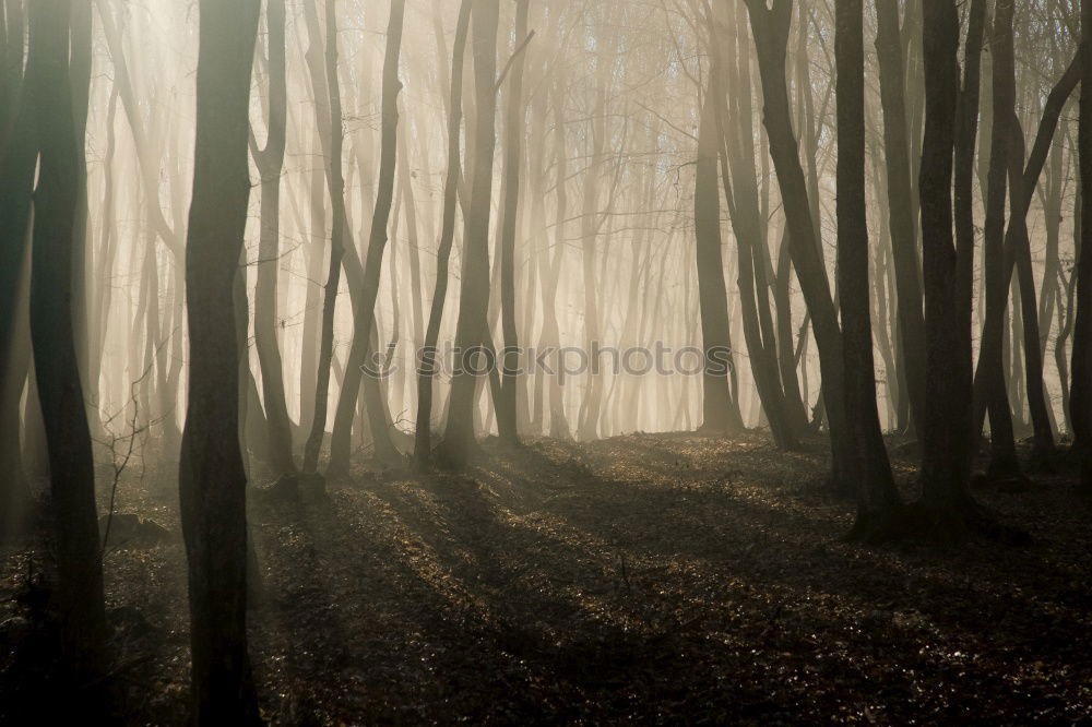 Image, Stock Photo The way to… Bad weather