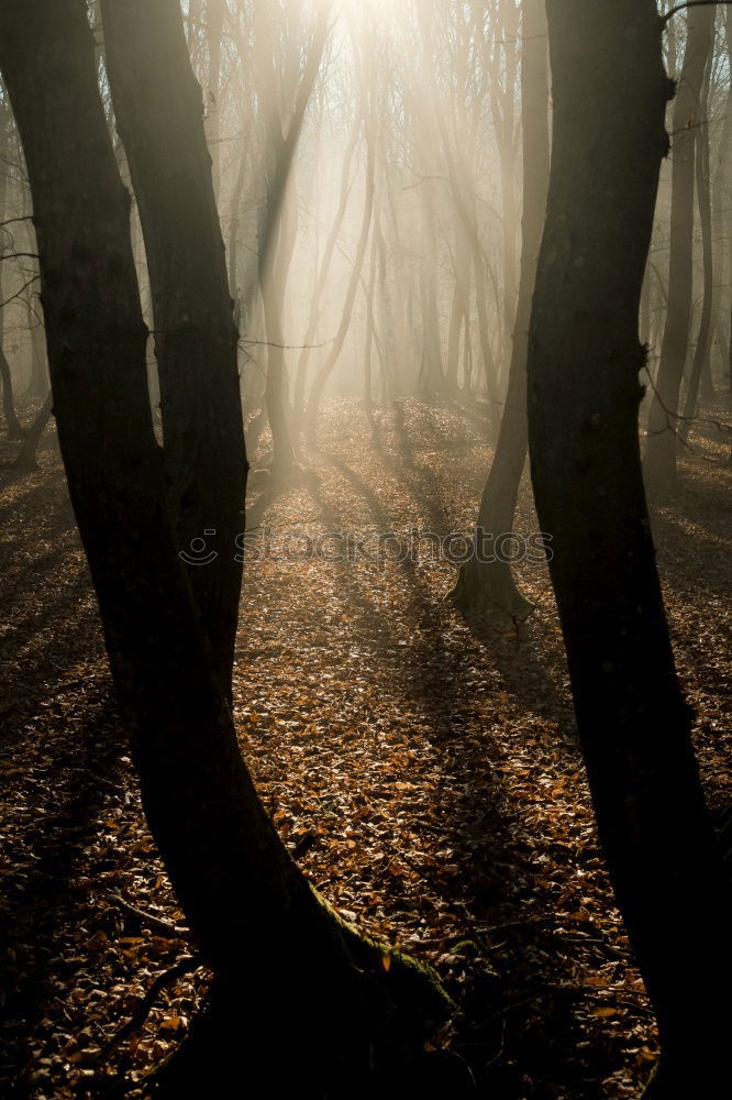 Similar – Image, Stock Photo fluffier Forest Estonia