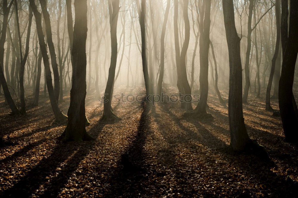 Similar – wald im nebel Wald Baum