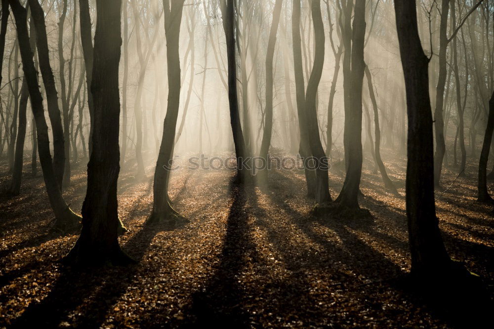 Similar – wald im nebel Wald Baum