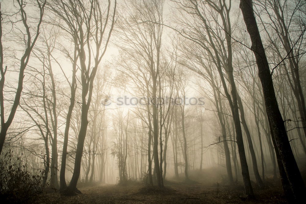 Similar – Image, Stock Photo Neverglade Environment