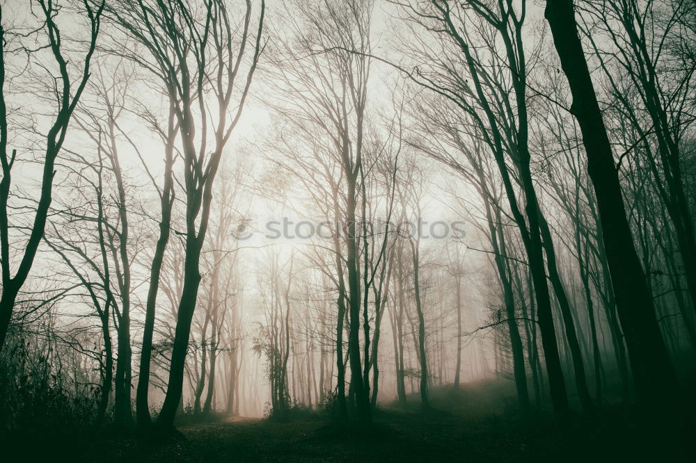 Similar – Image, Stock Photo somber Style Design