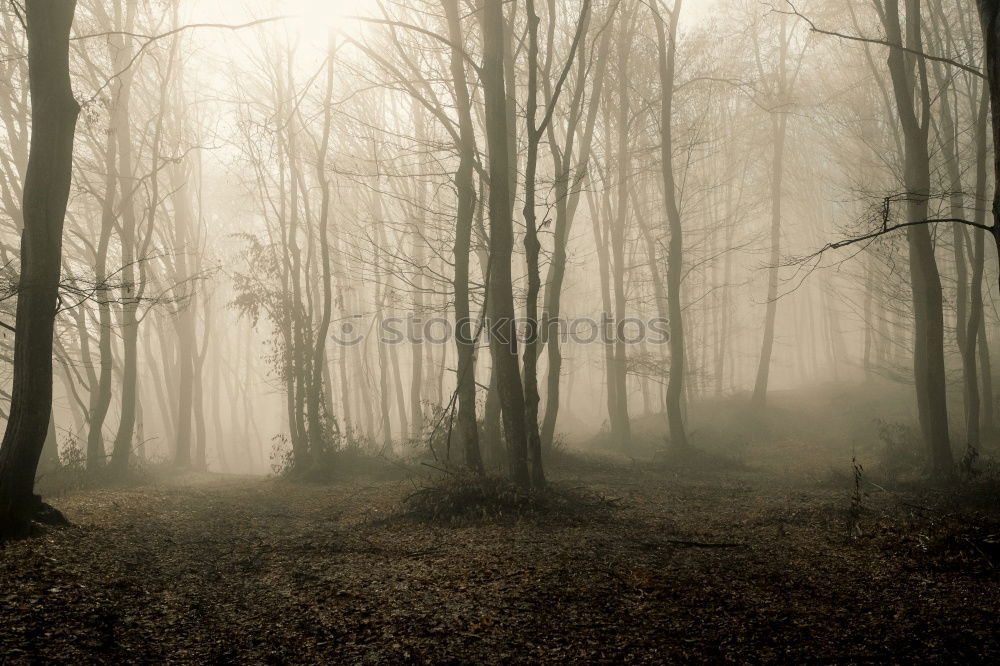 Similar – foggy woods #7 Fog