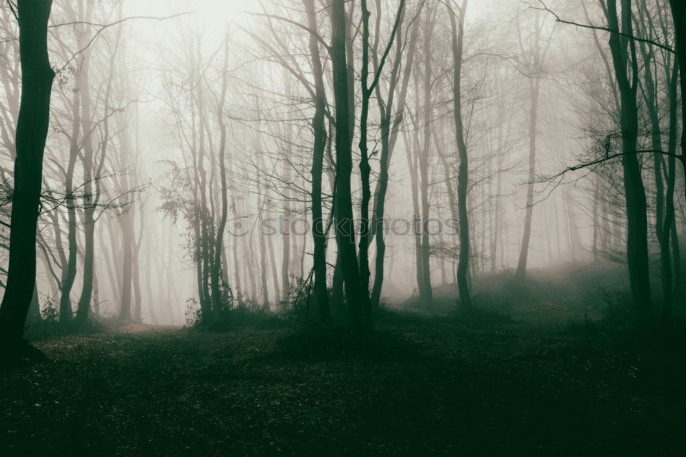 Similar – Image, Stock Photo Rendezvous in the moonlight