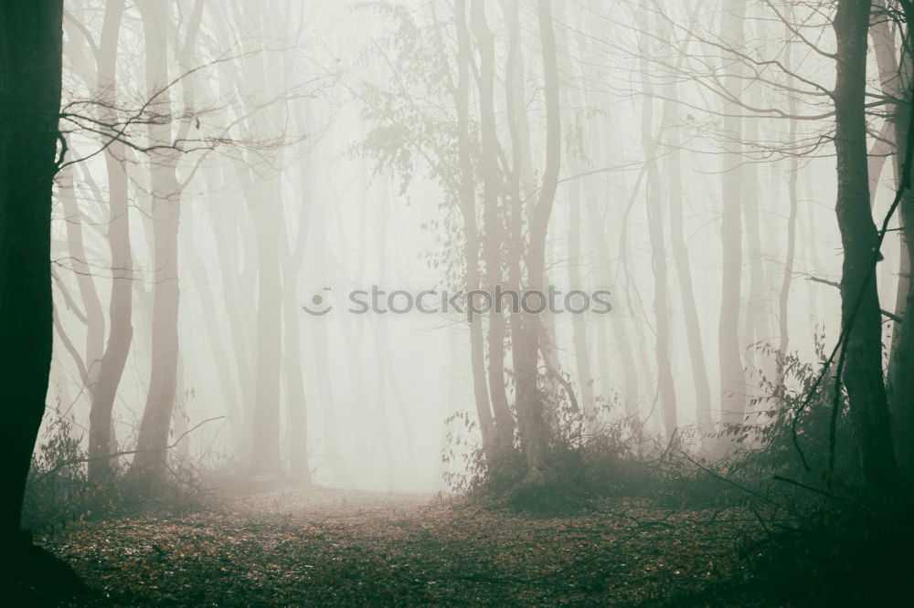 Similar – foggy woods #3 Fog