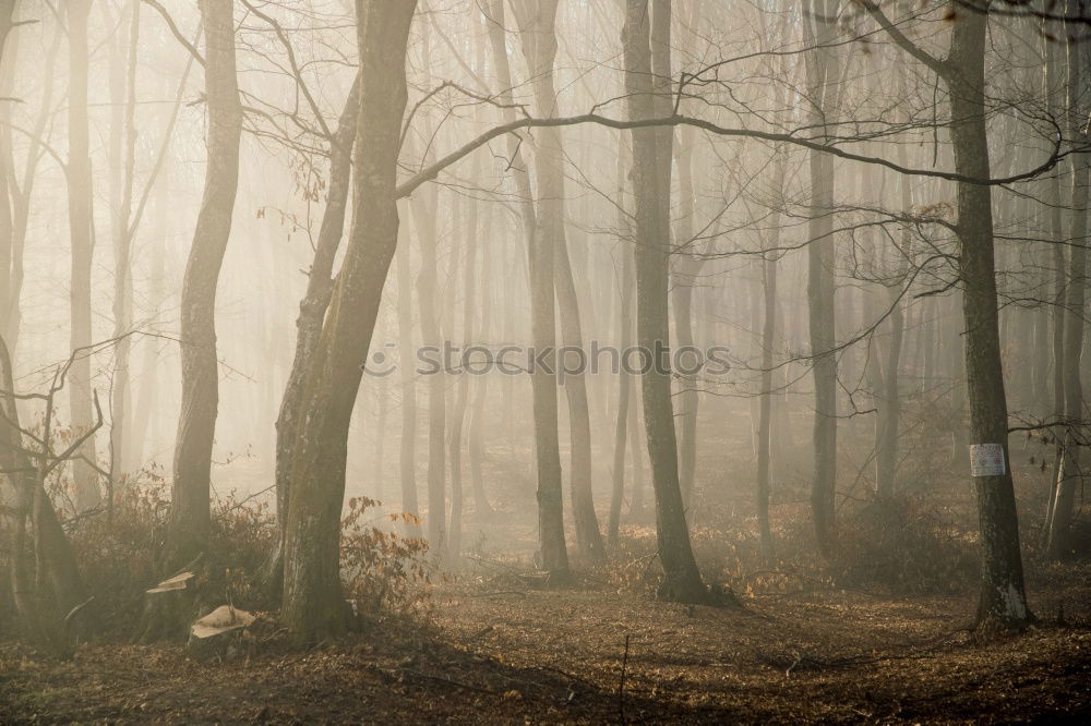 Similar – foggy woods #2 Fog