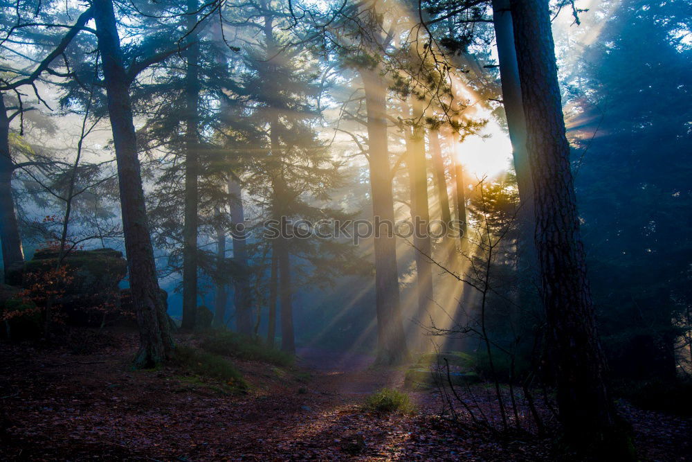 Similar – Foto Bild wald im nebel Wald Baum