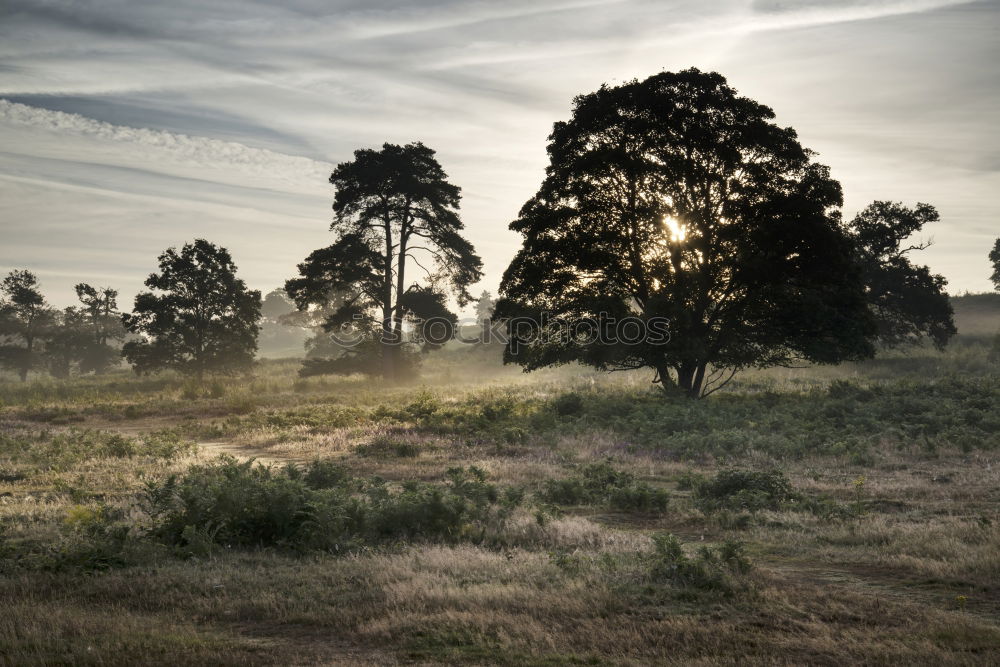 Similar – Nebelwallen 4 Umwelt Natur