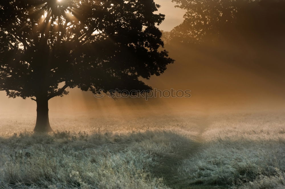 Similar – Morning mood 2 Fog Meadow