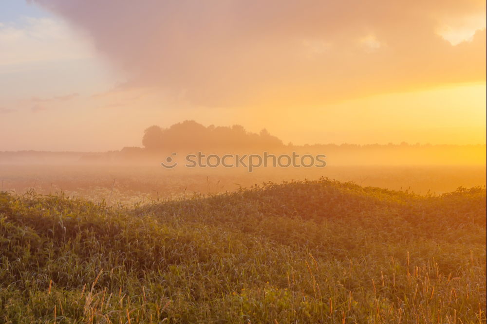 Similar – Image, Stock Photo Awakening in the morning