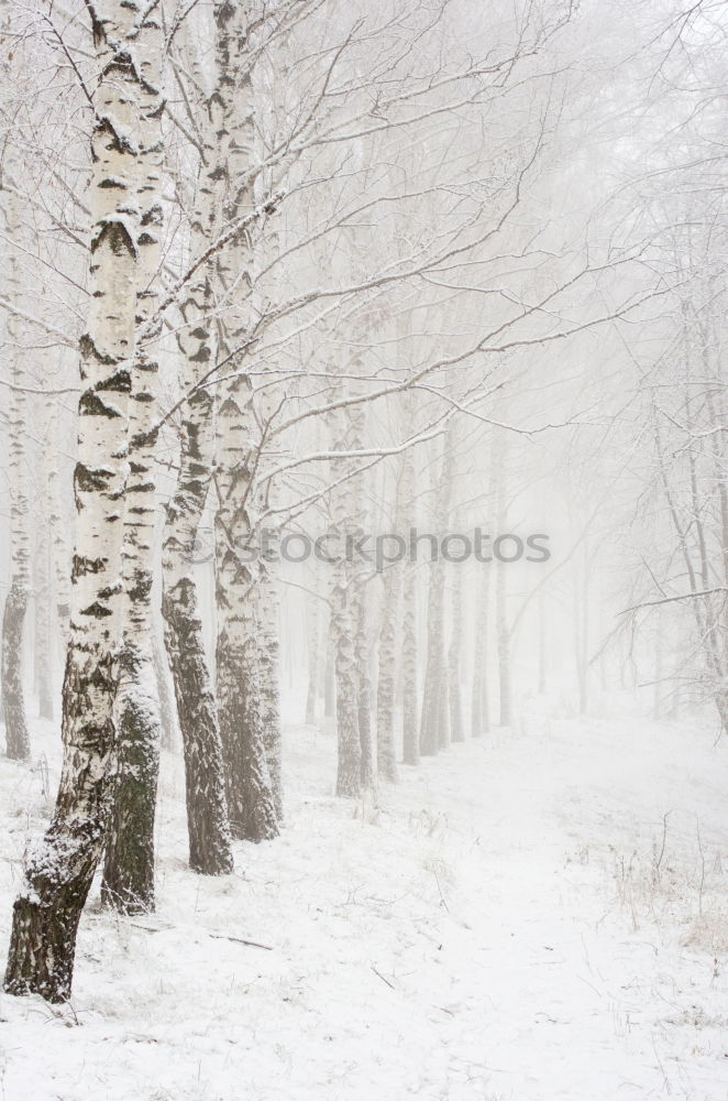 Similar – Image, Stock Photo fresh snow Environment