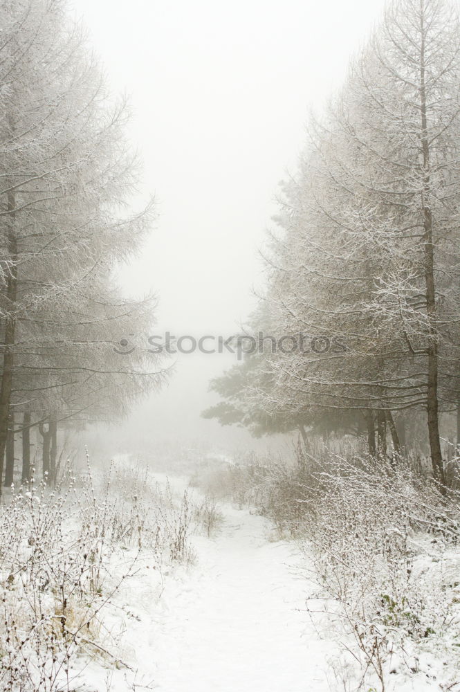 Similar – hoar-frost Winter