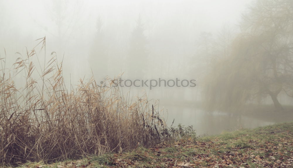 Similar – Image, Stock Photo autumn fog Environment