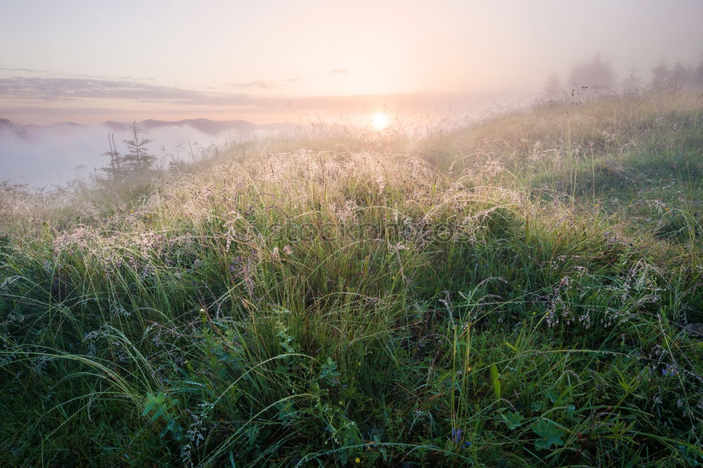 Similar – morning sun Nature