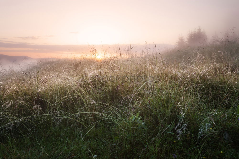 Similar – Image, Stock Photo Summer misty sunrise on the river. Foggy river in the morning