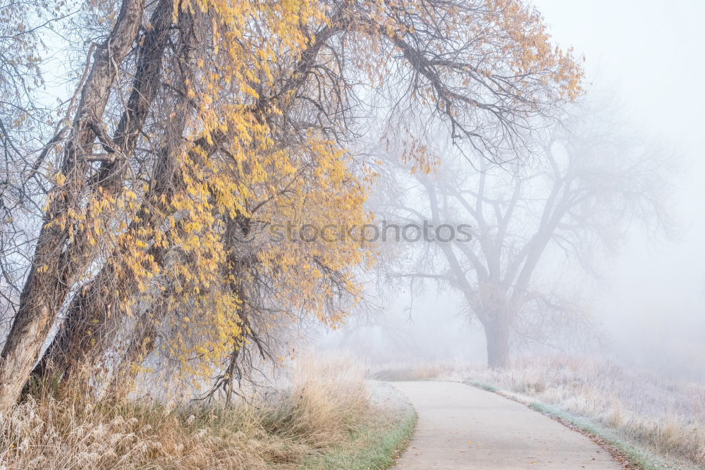 Similar – Image, Stock Photo Duvenstedt Brook Trip